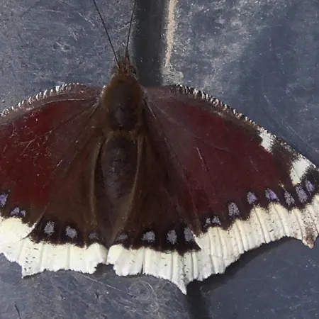 Tienda De Campana En Ecoaldea Vegana Espiral En Plena Naturaleza Con Comida Y Cena Incluida Passos (Braga)