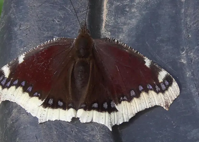 Tienda De Campana En Ecoaldea Vegana Espiral En Plena Naturaleza Con Comida Y Cena Incluida Passos (Braga)
