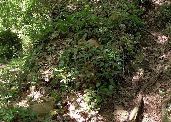 Tienda De Campana En Ecoaldea Vegana Espiral En Plena Naturaleza Con Comida Y Cena Incluida Passos (Braga)